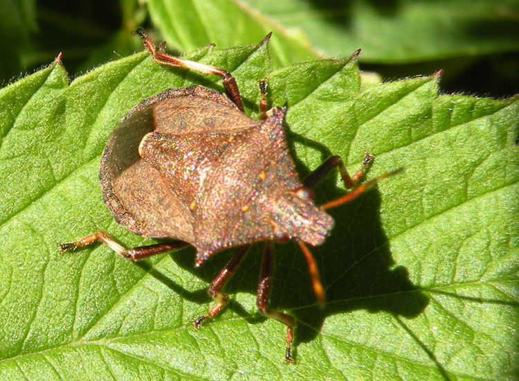 Pentatomidae: Picromerus bidens della Val di Genova (TN)